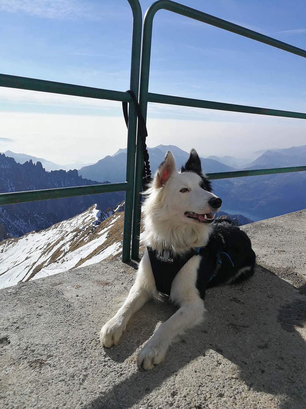 cani in montagna