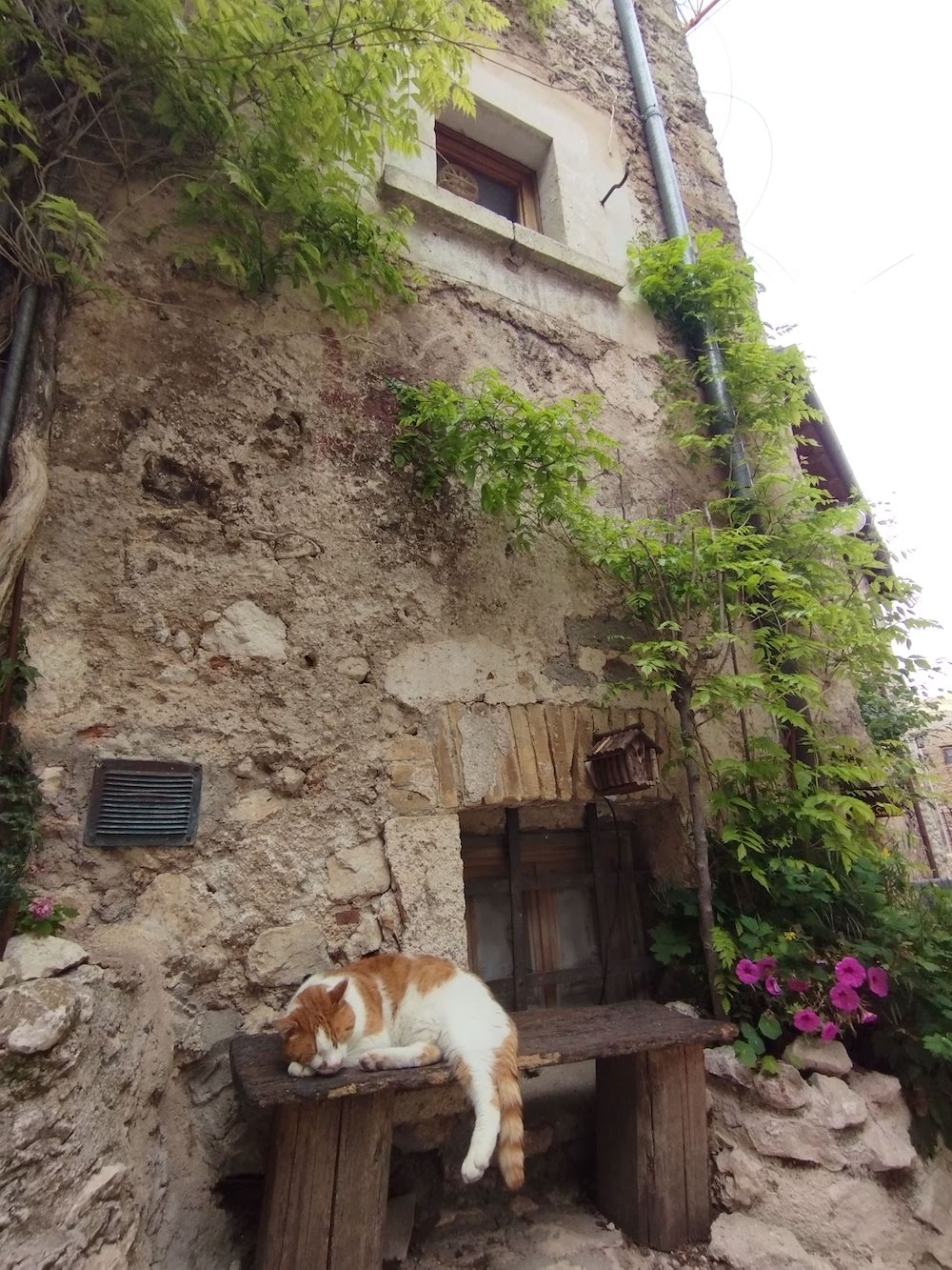 gatti a Santo Stefano di Sessanio